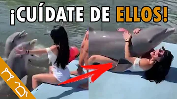 ¿Qué se siente al tocar a un delfín?
