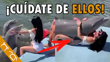 ¿Pueden enamorarse los delfines?