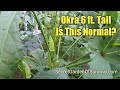 Okra Is 6 ft Tall. Is This Normal?