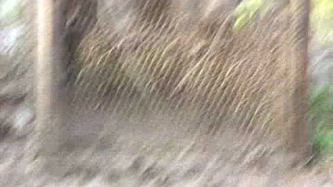 4 WILD HOGS IN A TRAP