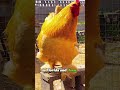 This isn’t a turkey-it’s a $3,000 backyard pet