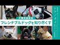 フレンチブルドッグを完全理解!性格|フード|しつけ|よくある病気を徹底解説【獣医師ツジノボル】