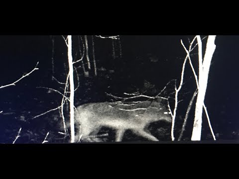 ALL NEW Critter Cam / Backyard Creeper Cam Wildlife and Mother Nature