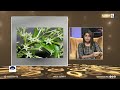 معلومة نبات الياسمين العراقي برنامج مساء العافية معلومة نبات الياسمين العراقي برنامج مساء العافية