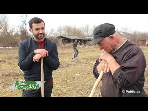 #ფერმა როგორ ვითარდება მეთხილეობა კახეთში და რა ხდება ზამთრის მიწურულს თხილის ბაღებში