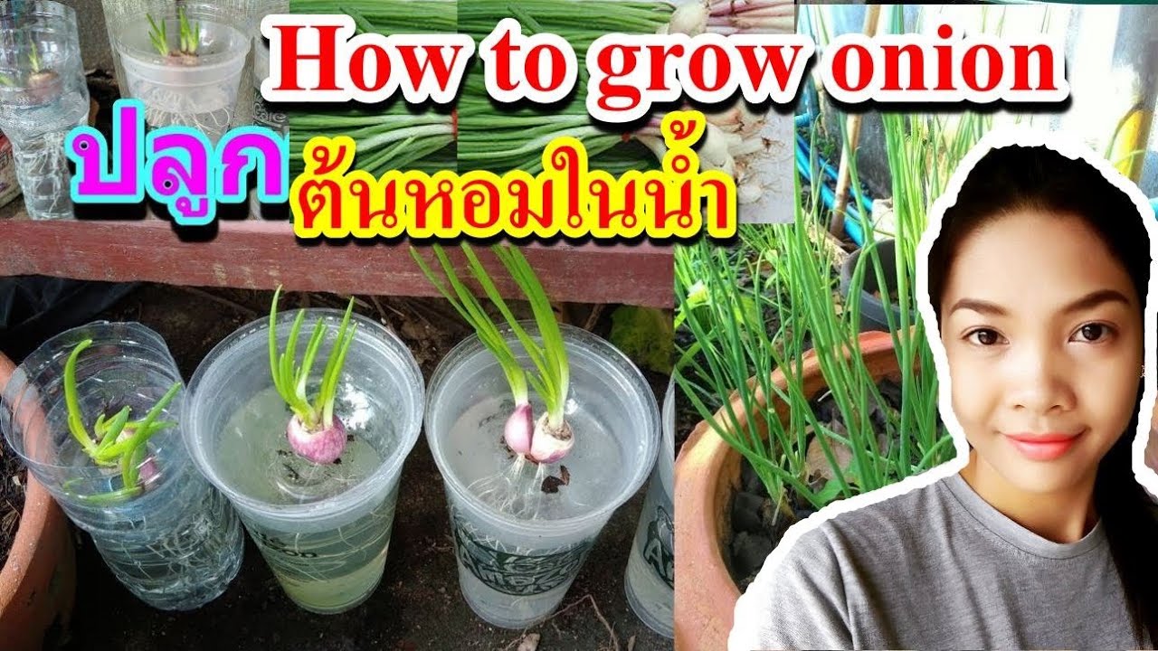 How to grow Onion วิธีปลูกต้นหอม การปลูกหอมในน้ำ ปลูกหอมแดงไร้ดิน ผักปลูกง่าย