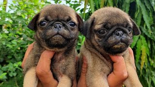 Dog breed - Pug puppy playing with his mother Brothers dog bazaar BDB by BDB Brother's Dog Bazaar 65 views 3 years ago 1 minute, 31 seconds