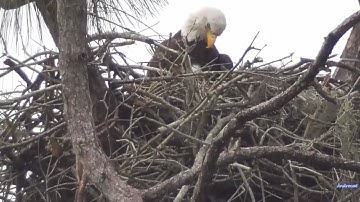 SWFEC 1-15-24.  Moments in Time:  E23 in view from the ground! 😊  15 Days Old!