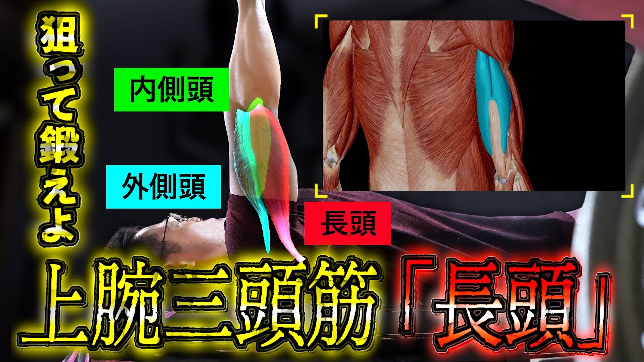 【筋トレ】三頭筋の「長頭」を鍛え上げるためのやり方と種目を紹介！