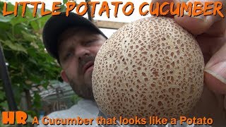 ⟹ Little Potato Cucumber | Cucumis sativus | Cucumber Review