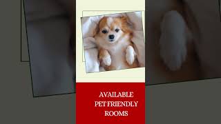 Opelousas LA Hotel Amenities Pet Friendly Hotel Louisiana Opelousas