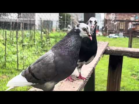 Rollers Pigeon Indian Kabootar Rollerpigeon 