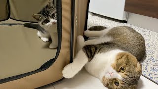 元気になったパパ猫と遊ぶ子猫