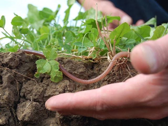 Recupera la fertilidad de tu suelo con Agrical