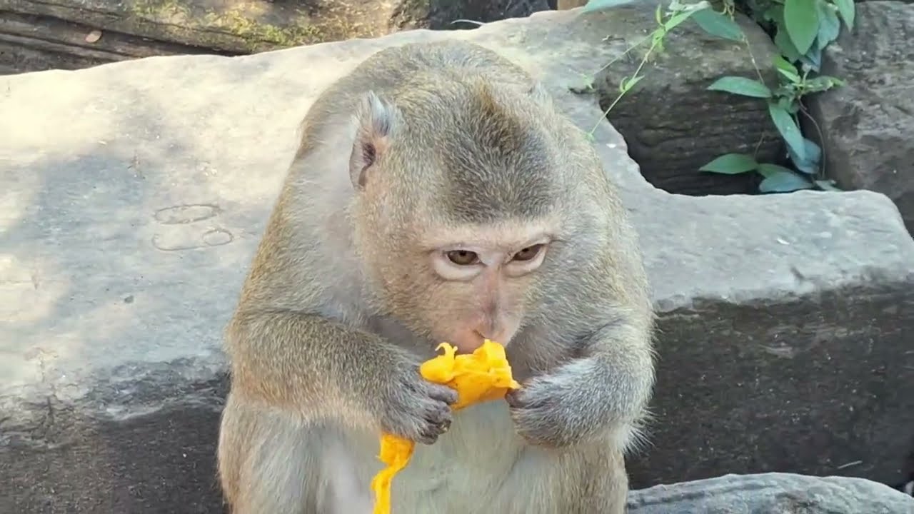 Adorable Baby Monkey in Angkor Area, #07.