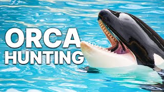 Orca Hunting | Animal Protection