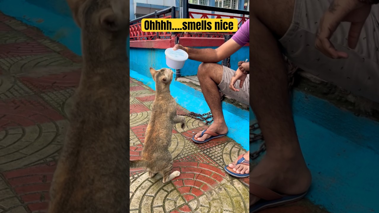 Video thumbnail: Our hungry Kitty…#animallover #feedingtime #catvideos #showsomesupport #reelsvideo #catsofinstagram