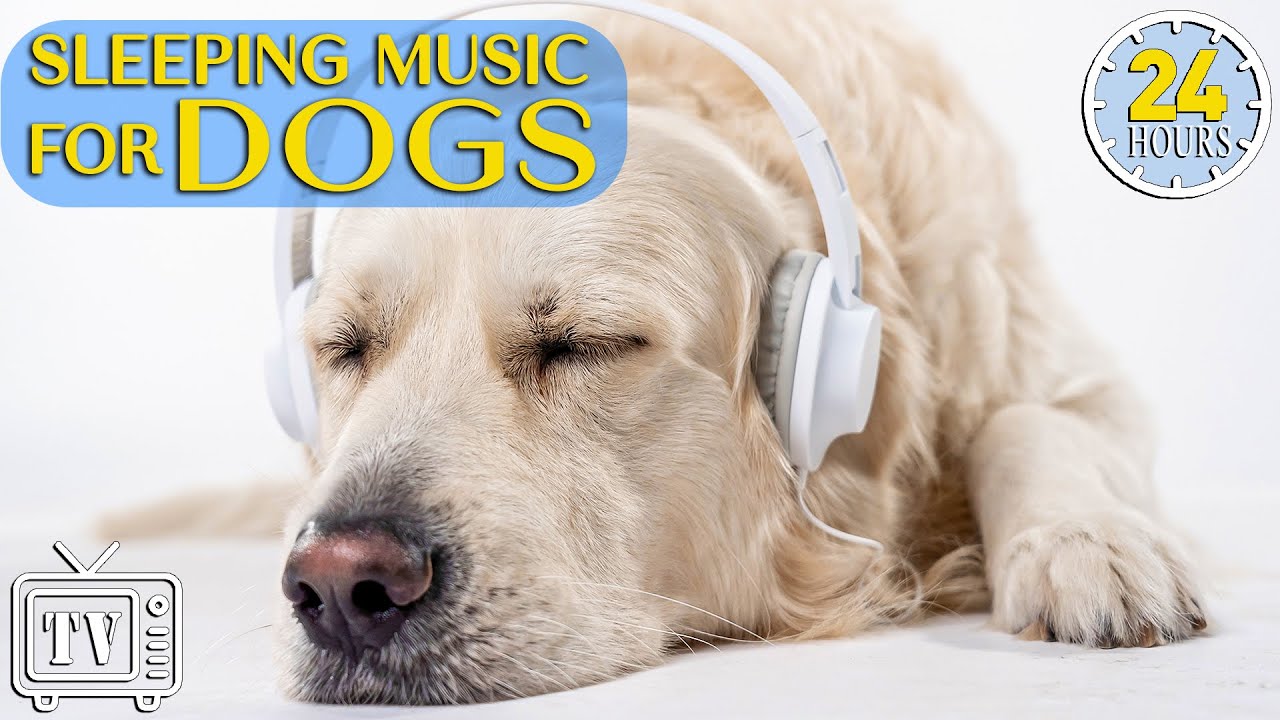 24 Hours of Dog Sleep Music & Relaxing Dog Music To Calm Anxiety 🐶