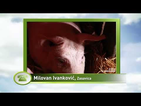 Prasića za tov