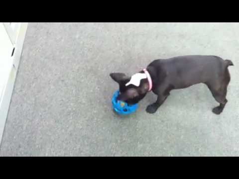 French bulldog Boston terrier mix playing with toy