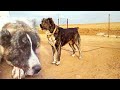 аэропорт Туркменский Алабай Волкодав Shepherd Dogs Alabai Turkmendog Turkmen It