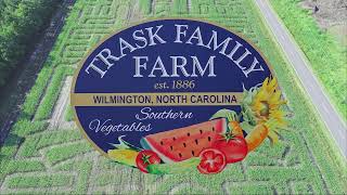 Trask Farm Corn Maze Blue Clay Rd Profile