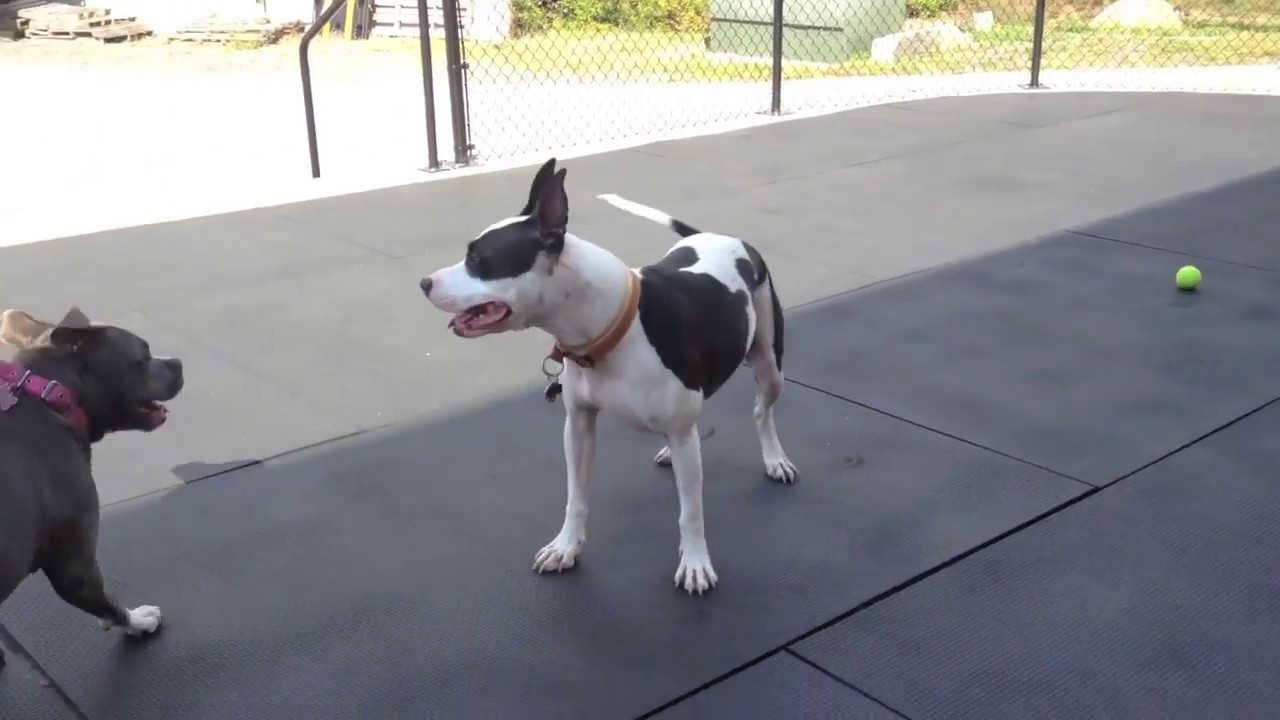 American Bully vs. Staffy Frenchie mix YouTube