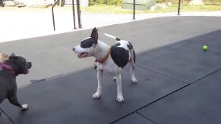 American Bully Vs. Staffy Frenchie Mix