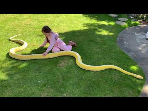 6 year old Unicorn Cowgirl wrangling 16ft Reticulated Python