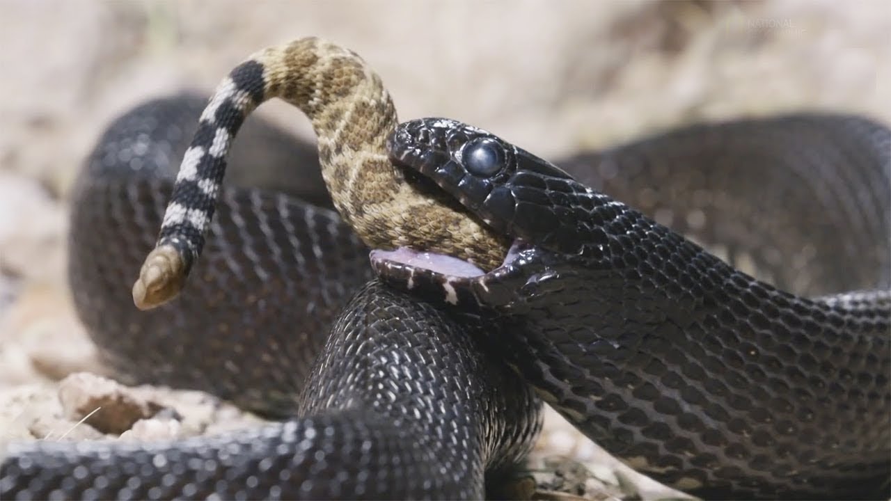 ¡La Serpiente Real: La Pesadilla de las Serpientes de Cascabel!
