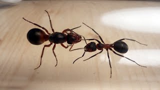 Formica Pratensis ants