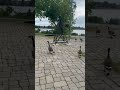 #rollerblading #goose #walking #nature #birds #life