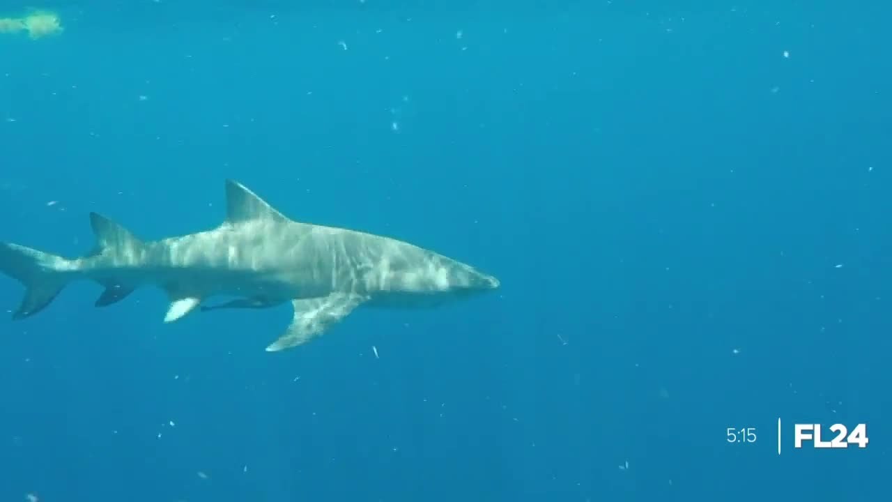 Are There More Sharks In Florida YouTube are-there-more-sharks-in-florida-youtube