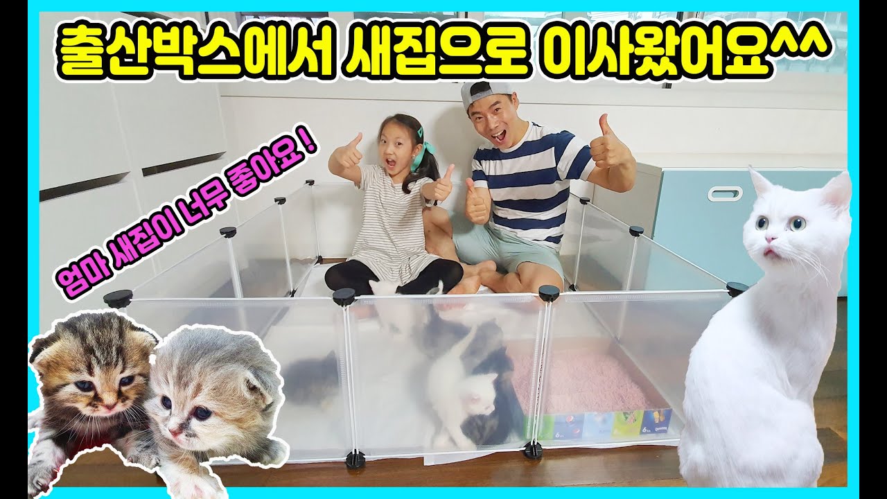 밀크 먼치킨 새끼들이 출산박스에서 이사가는 날이에요~ 아이들이 커서 울타리 집으로 이사했어요~ 여기서도 얼마나 버틸까요? ㅋㅋㅋ [사랑아놀자 LOVE&TORY]