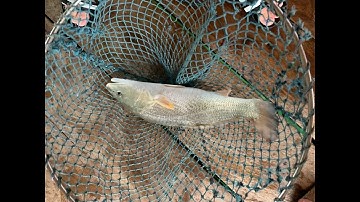 Phê Cần-Trải Nghiệm Câu Cá Trên Đảo Hòn Sơn|Fishing on the island of Hon Son Kien Giang Vietnam!!!!!