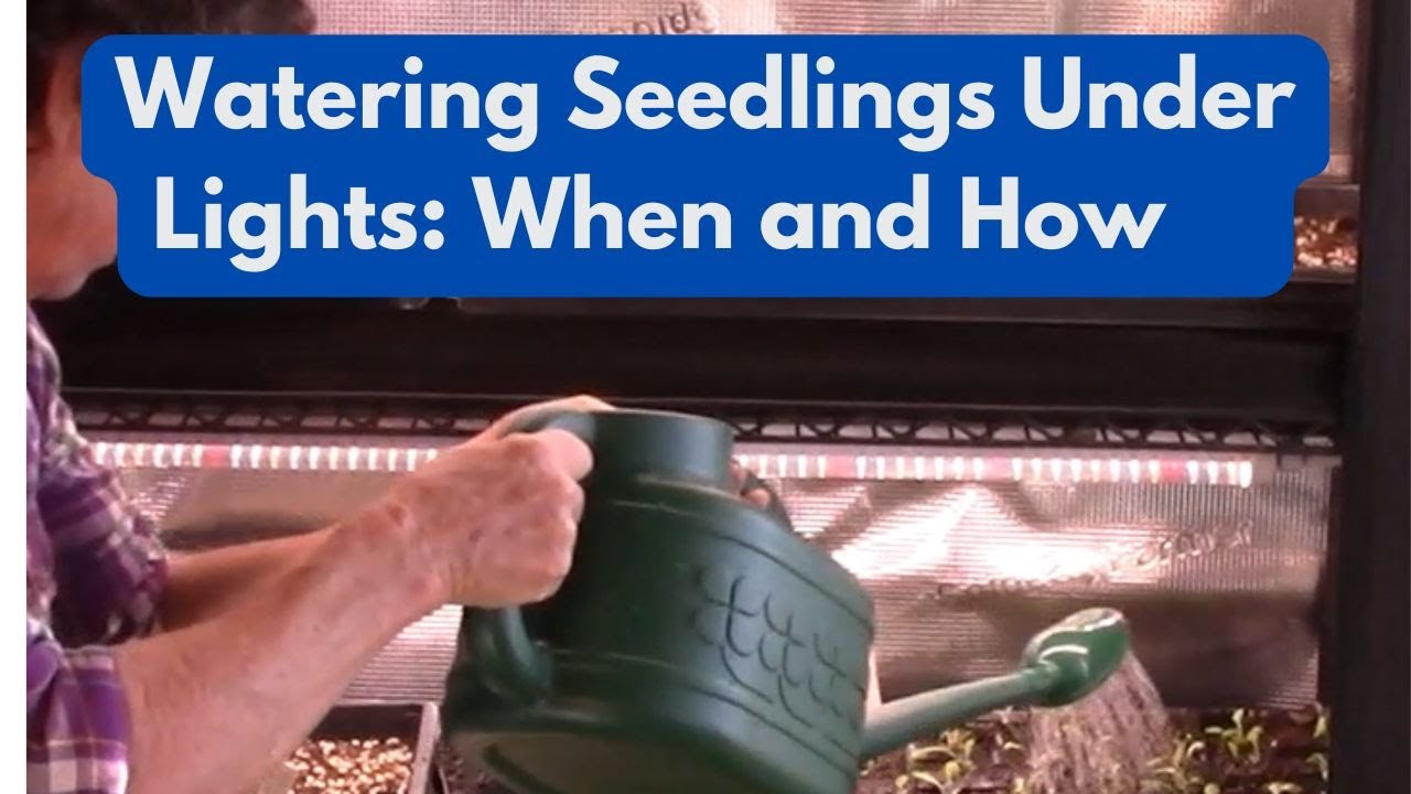 Полив рассады под лампами: когда и как поливать для укрепления корней