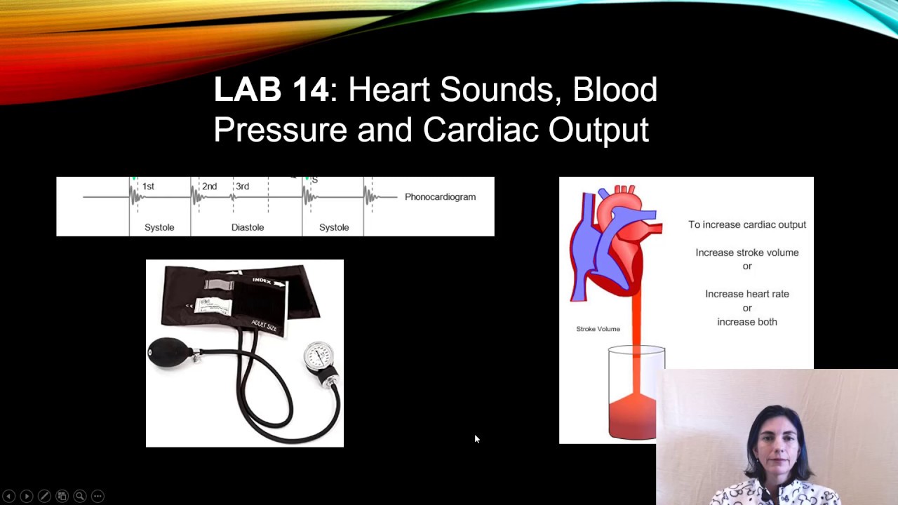 Lab 14: Cardiac Output Pre-Lab Tutorial - YouTube