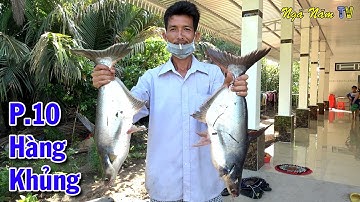 Thả Câu Cá Tra Trúng Ổ Cá Khủng Bắt Cá Khủng 2 Con Chà Bá/Big Fishing/NGÃ NĂM TV