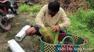 Phần 2 : Võ Minh Phụng Rợn Người Khi Đụng Phải Cặp Rắn Hổ Mang Khủng Khiếp