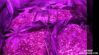 Planting marijuana hydroponic growing systems indoor led grow light For green house