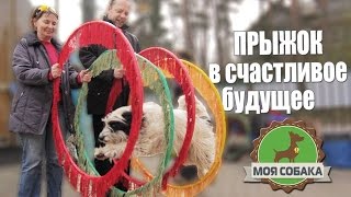 Моя Собака выступает в цирке. История одного циркового коллектива.