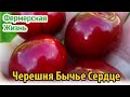 Ягоды черешни Бычье Сердце – настоящее наслаждение вкусом