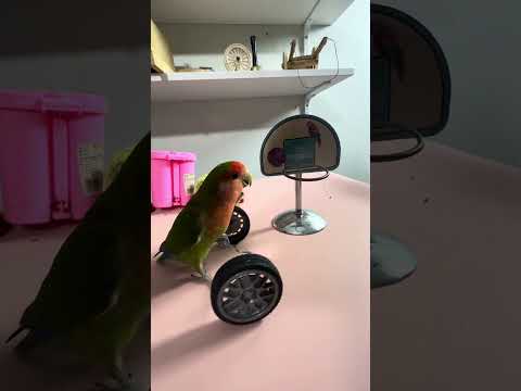 Cute parrot #smartparrot #birds #training