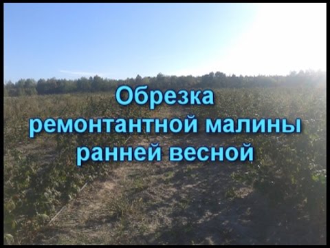 Ремонтантная малина обрезка весной