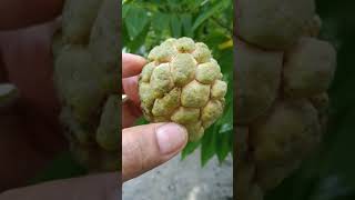 Picking ripe atis❤️sweetsop, soursop or custard apple? Scientific name: Annona squamosa.