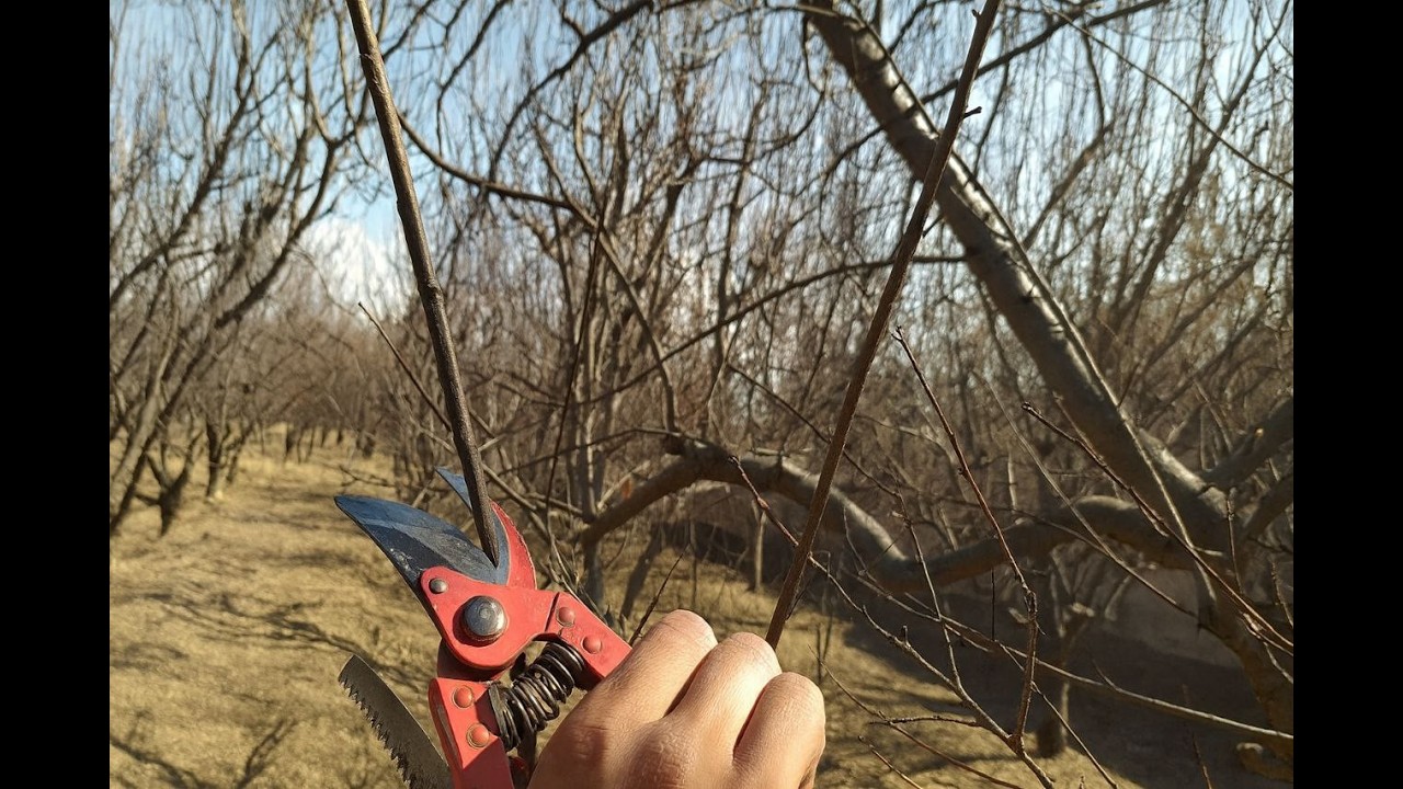 Flat Peach Tree Pruning Secrets: Boost Yield, Maximize Fruit Size & Skyrocket Orchard Profits