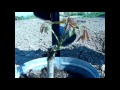 Прививка и посадка ореха с Жадан В. М. (walnut grafting and planting)