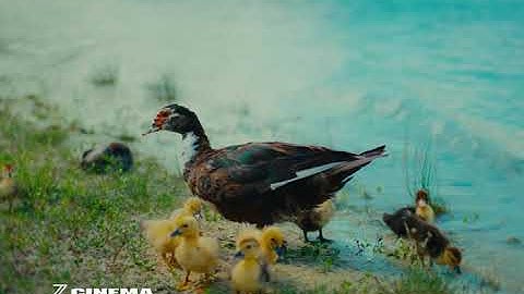 First Look: Nikon ZR R3D Footage Test