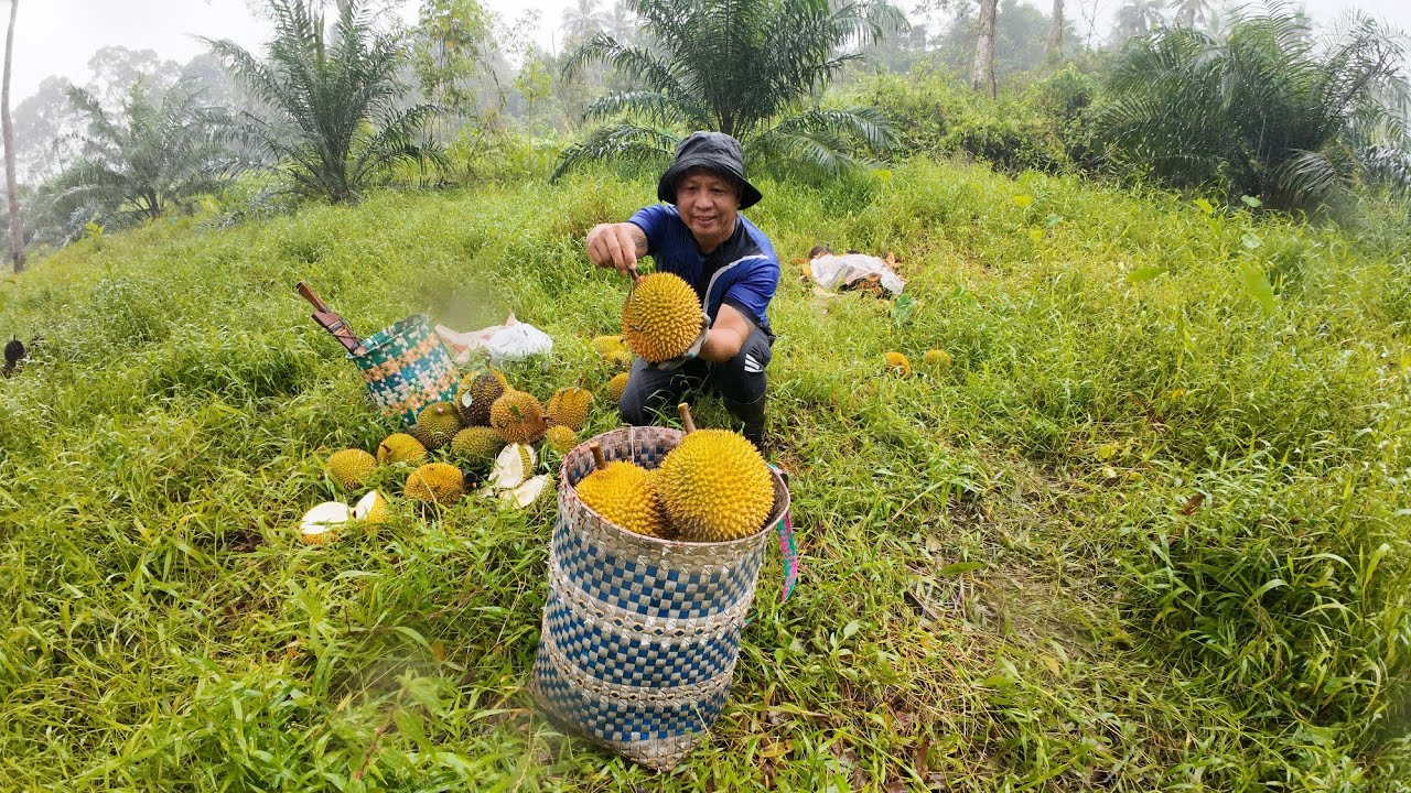 Abang Edek Belanja Buah Durian Di Kebun//Satu Pohon Sahaja Memang Banyak Buah Yang Jatuh