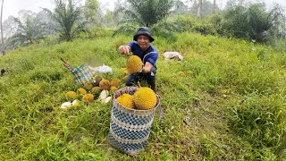 Download Lagu Abang Edek Belanja Buah Durian Di Kebun//Satu Pohon Sahaja Memang Banyak Buah Yang Jatuh MP3